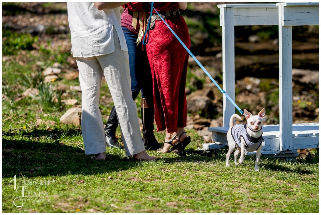 a dog named channing tatum wears a bowtie