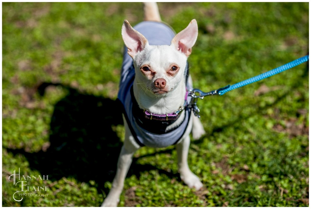 channing tatum the dog has a blinging leash