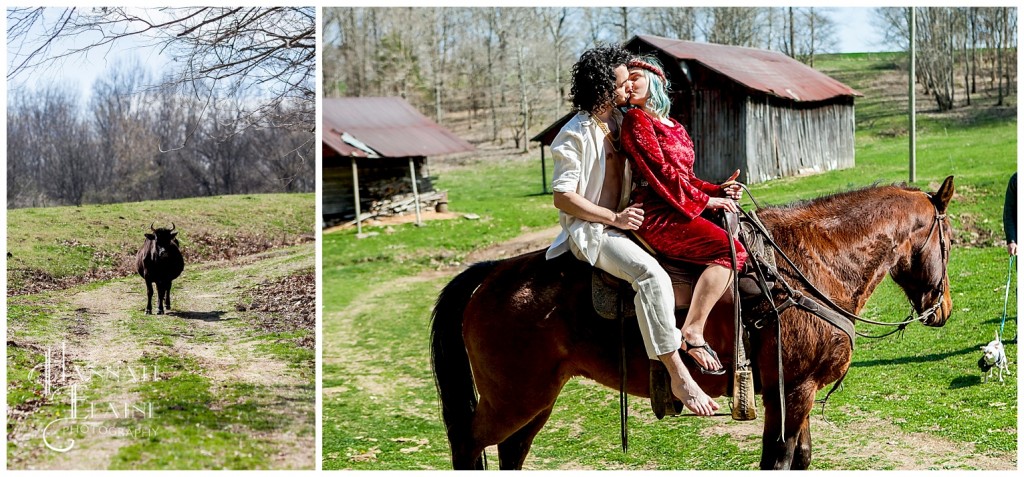 a bull cow looks on as a newly engaged couple ride a horse off into the sunset