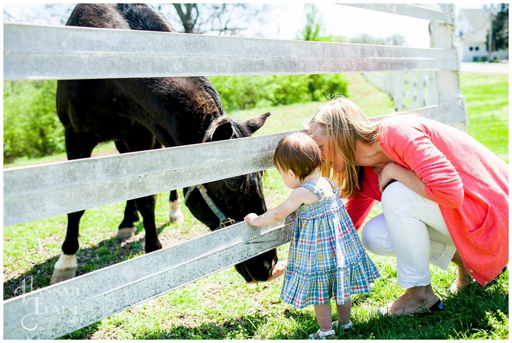 feeding the horse dandelions at the metro police stables