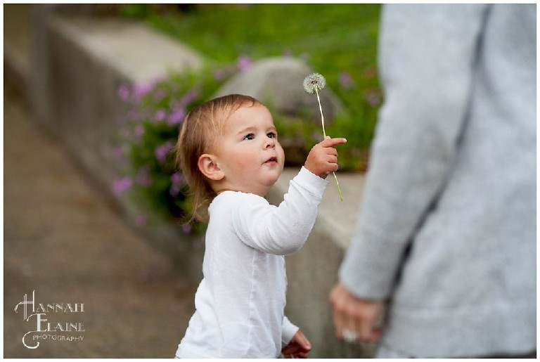 toddler picks a dandelion in eash nashville