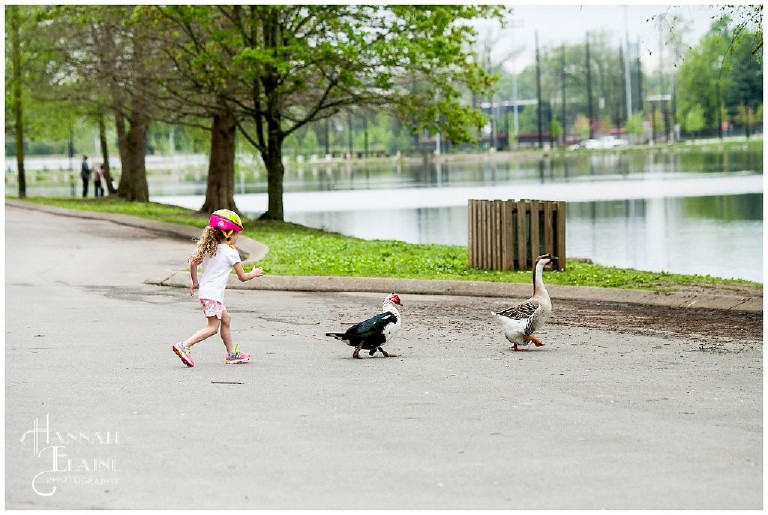 girl in bike helmet chases the geese at shelby