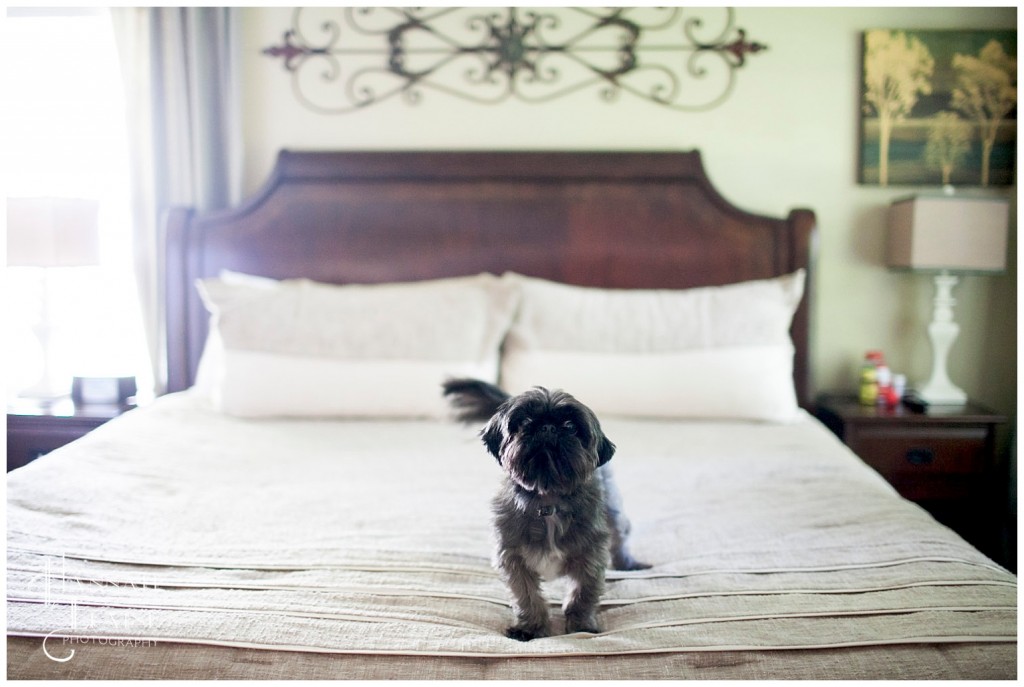 shitzu stands on the end of a big bed