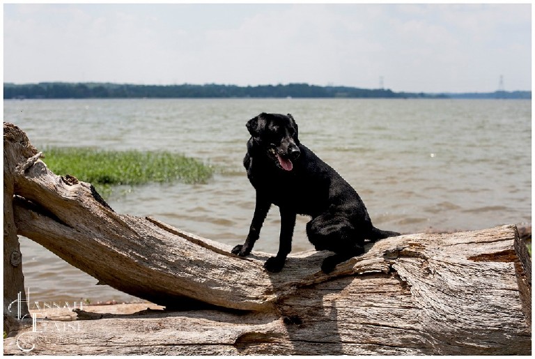 a black labrador sits on drift wood in front of old hickory lake