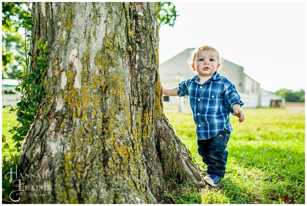 checking out this trunk of a tree