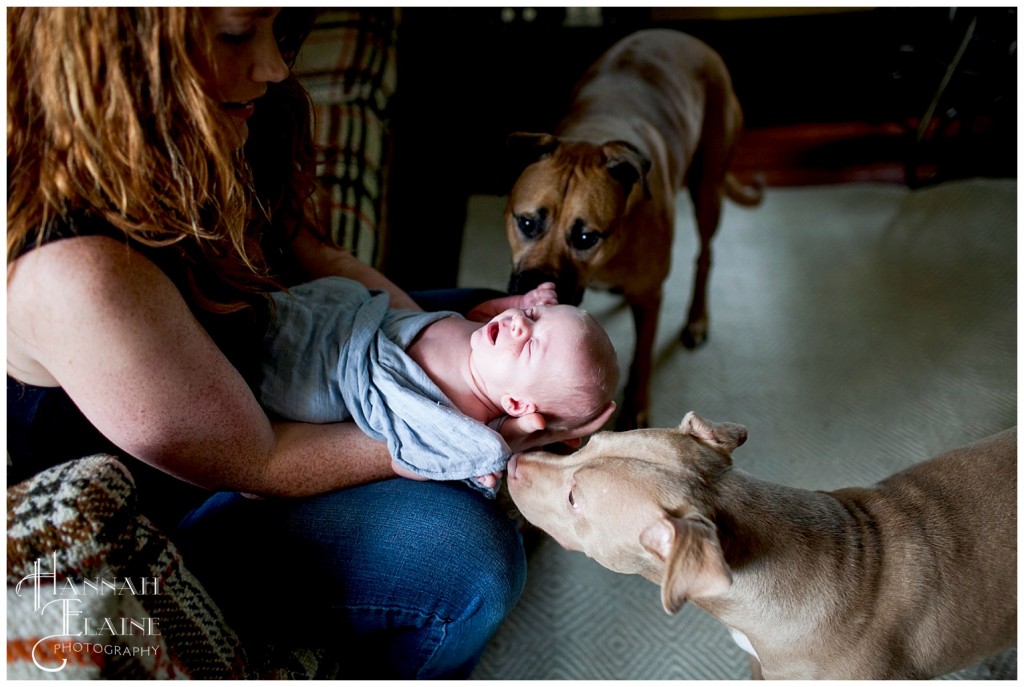 pit bull big sisters meet newborn baby brother