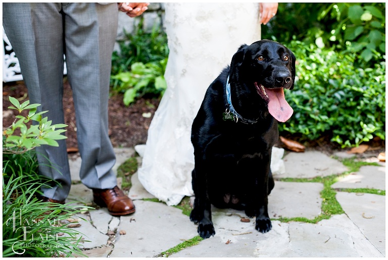 wedding day photos with the dog 